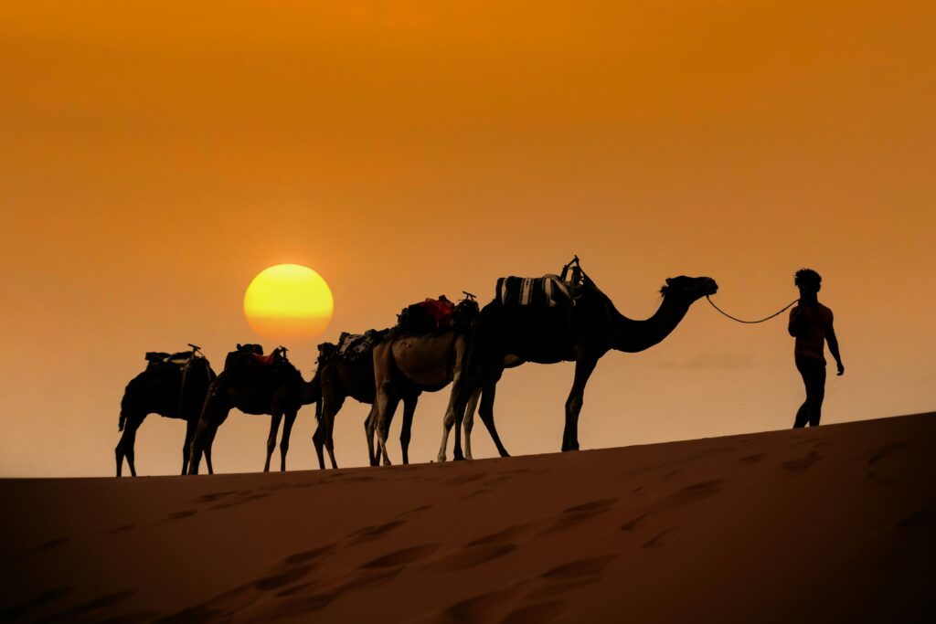 camel triking